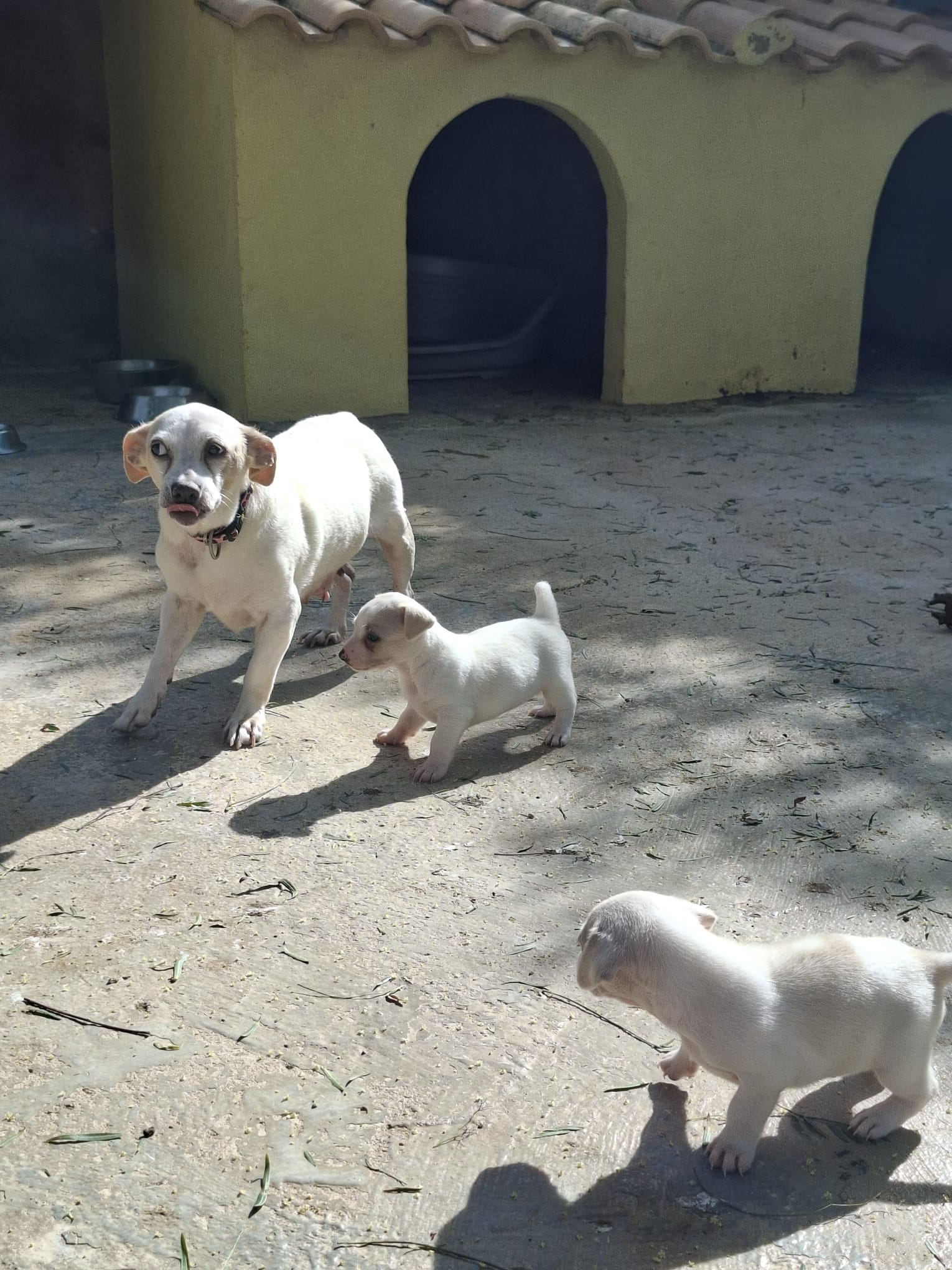 15 IMG 20251020 WA0035