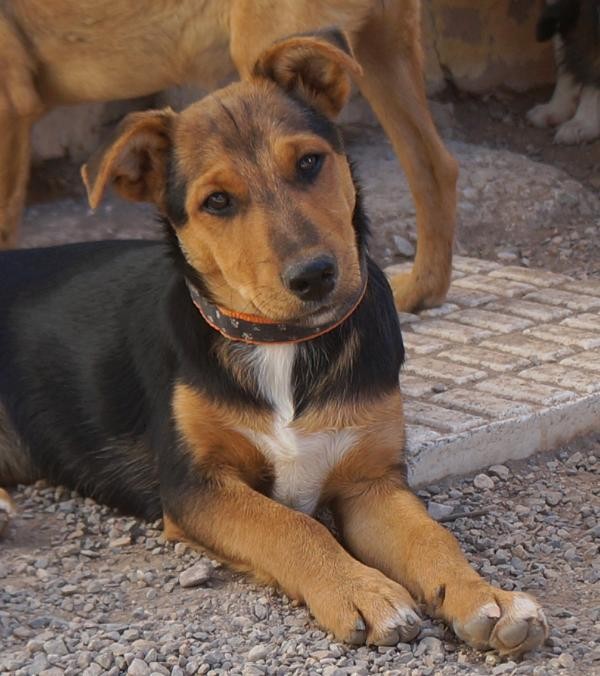 Max