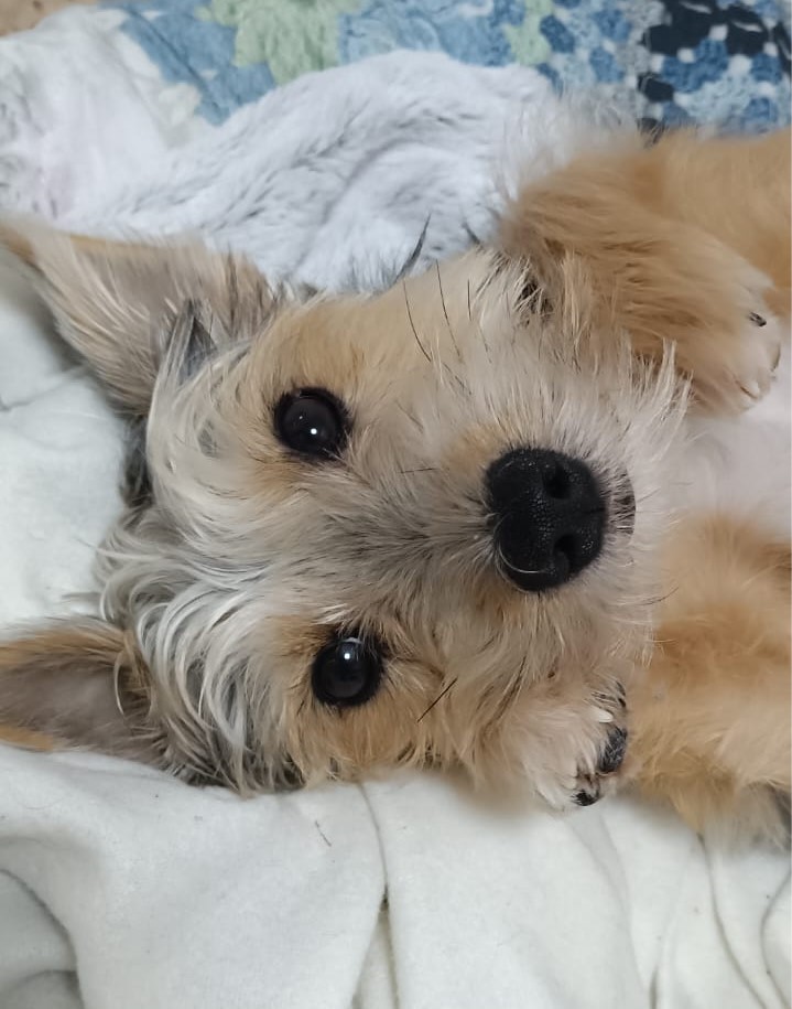 Nano Nacho