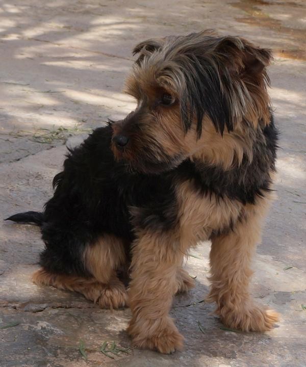 Toby