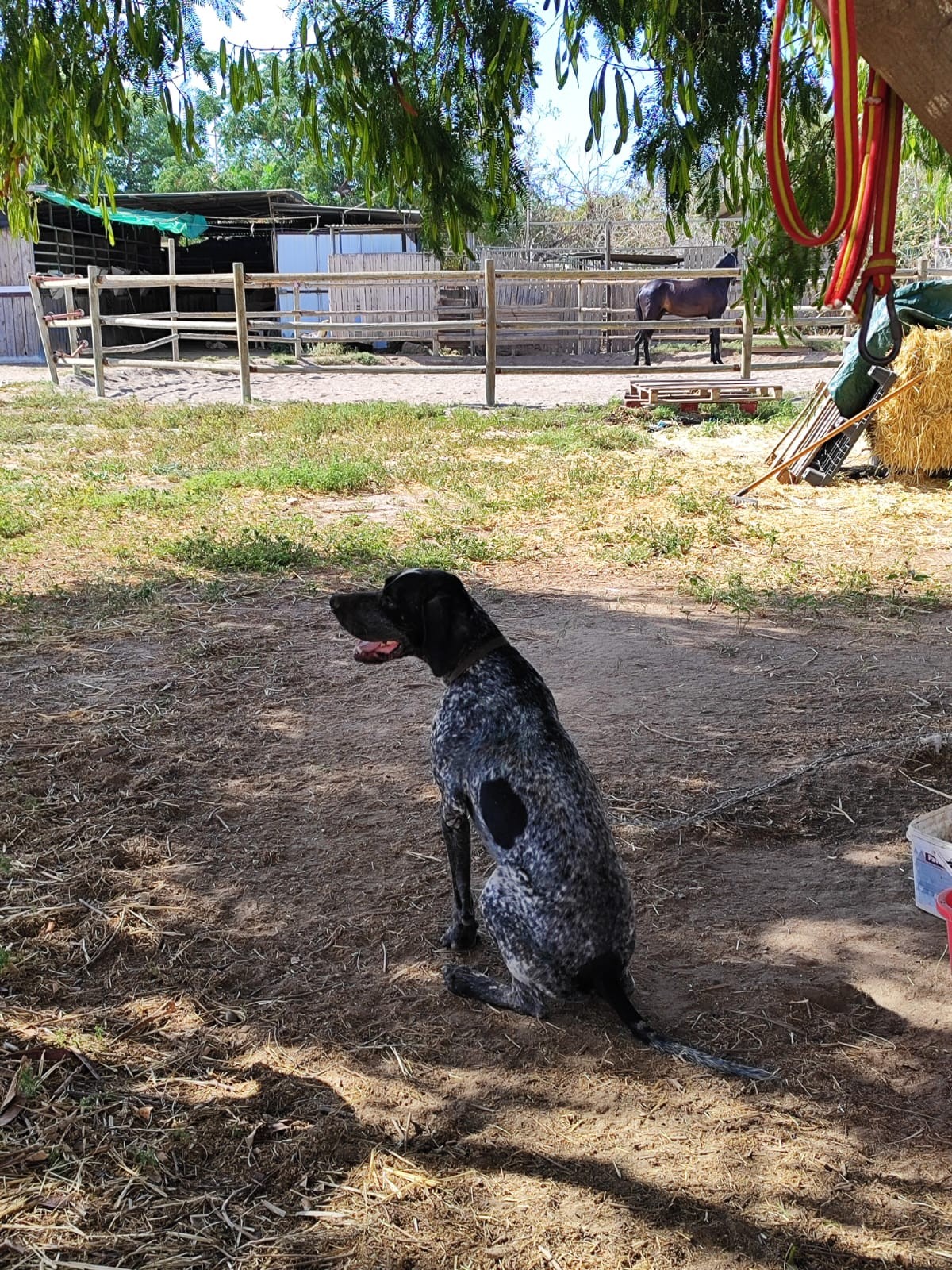 Luca