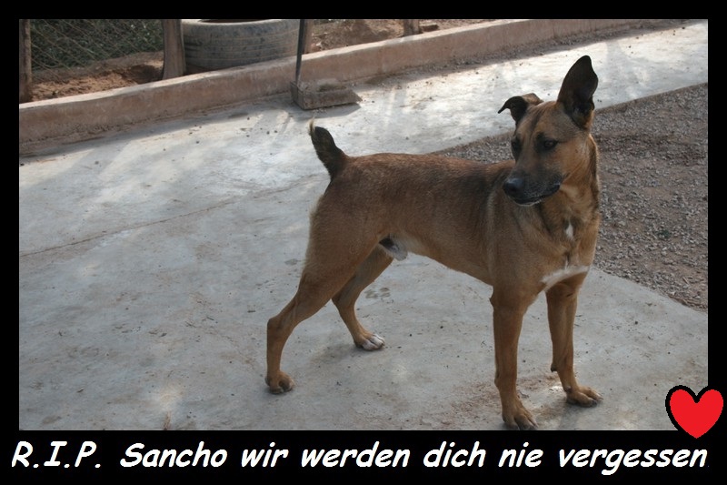 SanchoNachruf