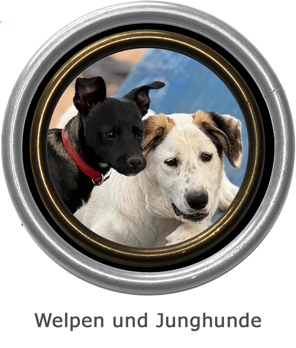 Welpen Junghunde aktuell