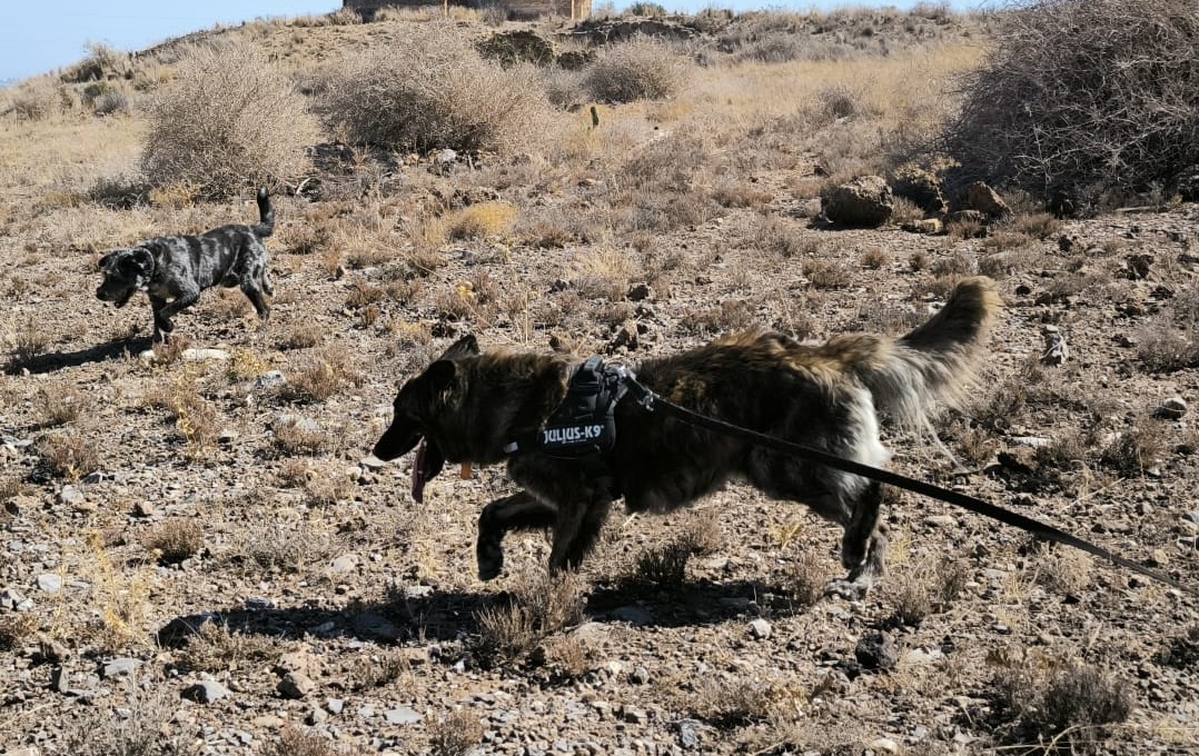 Paco8