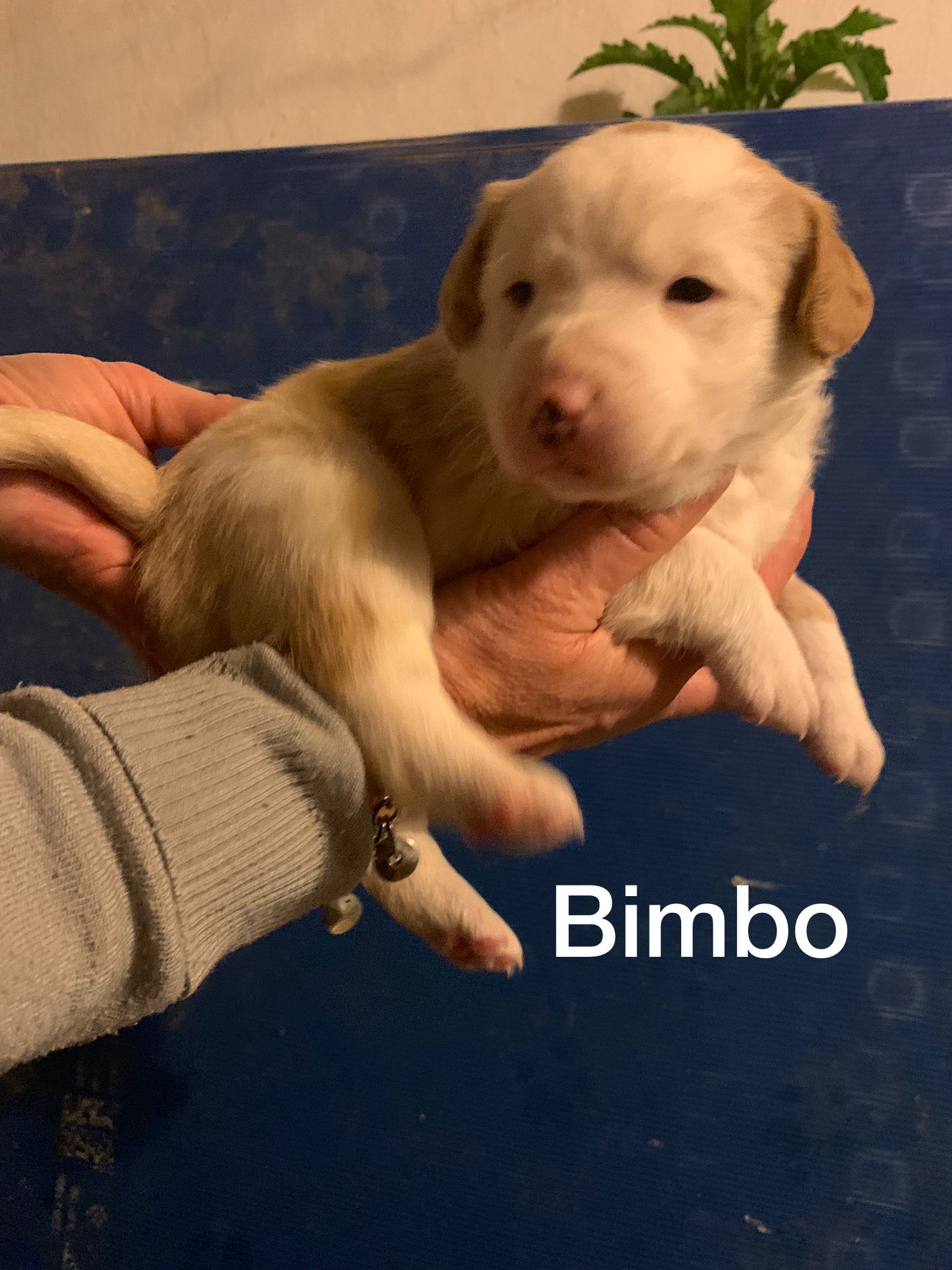 Bimbo5