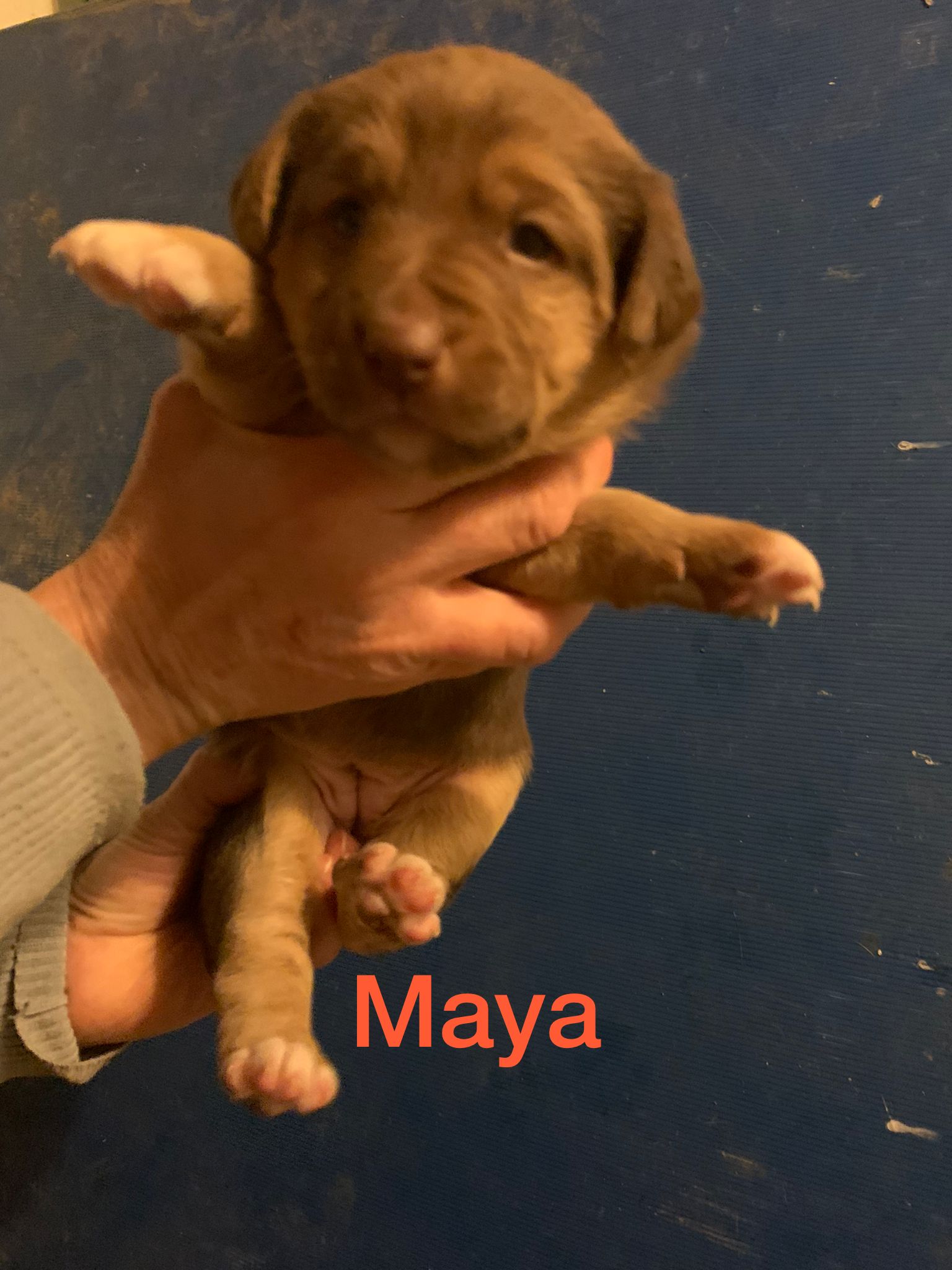 Maya4
