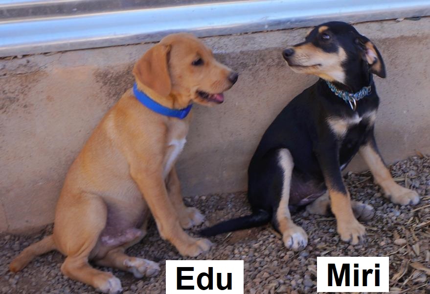 Edu Miri