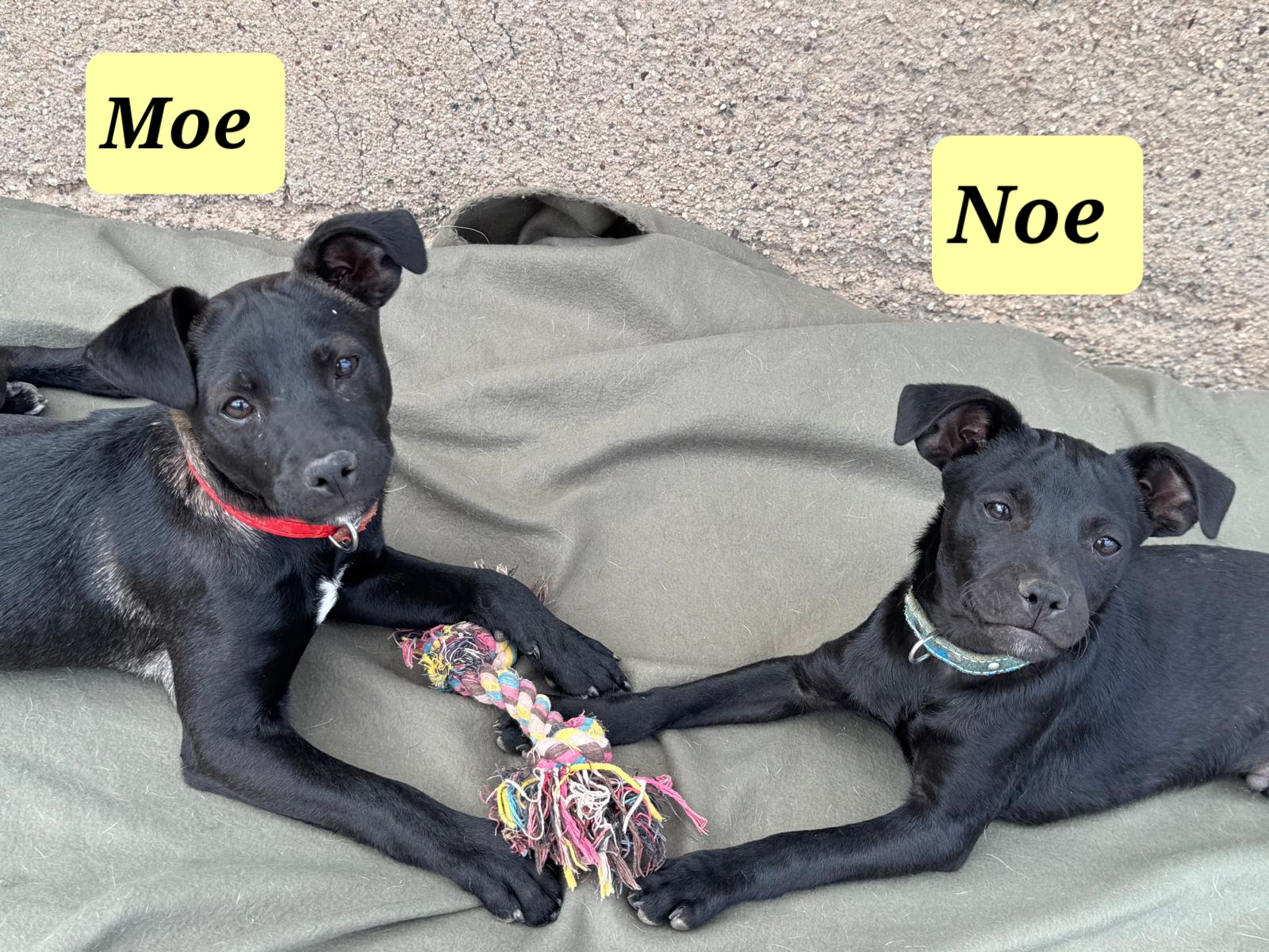 Moe und Noe1